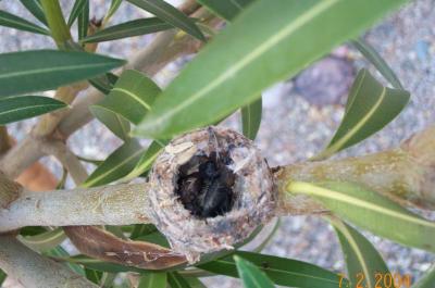 Hummingbird Chicks day 2