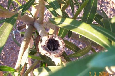 Hummingbird Chicks day 3