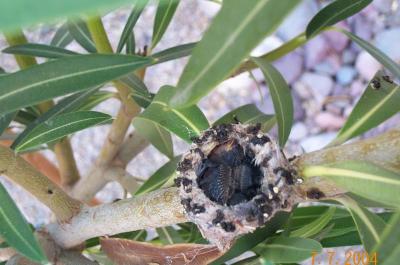 Hummingbird Chicks day 7