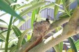 Hummingbird Chick day 3