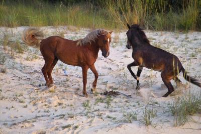 Outer Banks ( OBX ), North Carolina. Wild Horses 1