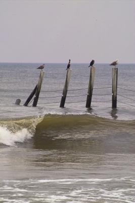 RESTING GULLS