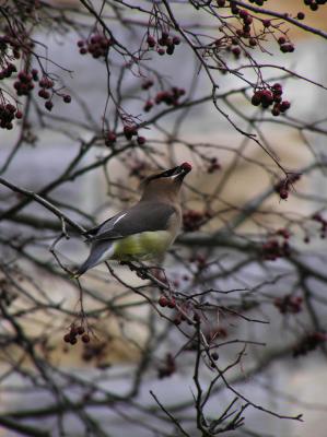 Cedar Waxwing