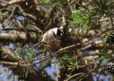 Carolina Chickadee