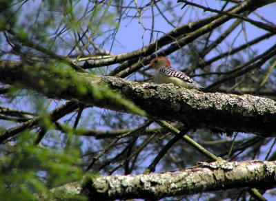 Red Bellied Woodpecker