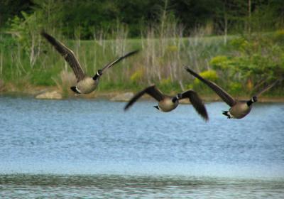 canada_goose