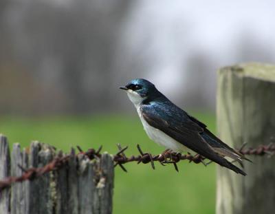 Tree Swallow