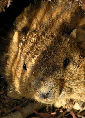 Groundhog