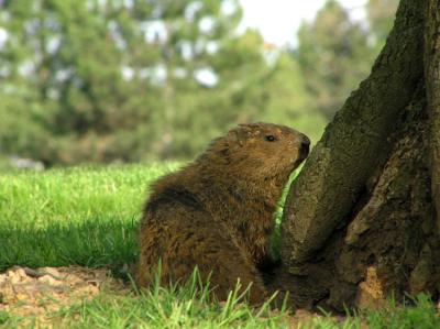 Groundhog