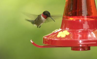  Ruby Throated Hummingbird