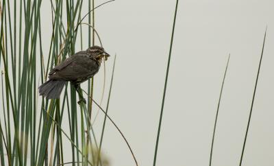 Female Red-Winged Blackbird