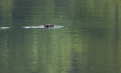 beaver