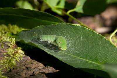 caterpillars