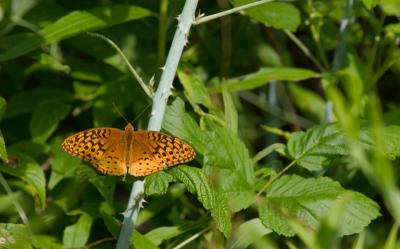 crw_5382.jpg