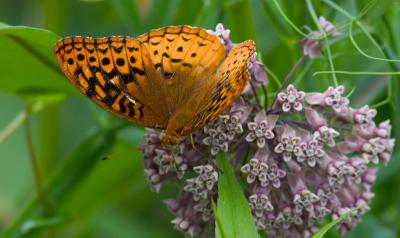 crw_5388.jpg