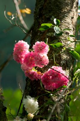 crw_5421.jpg