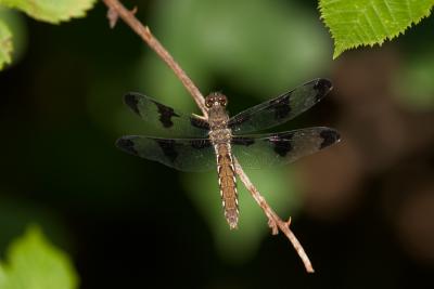 crw_5599.jpg