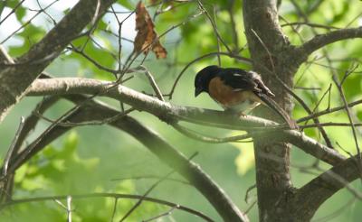 crw_5611.jpg