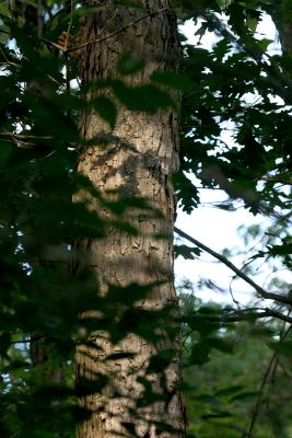 crw_5663.jpg