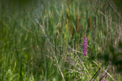 CRW_5767.jpg