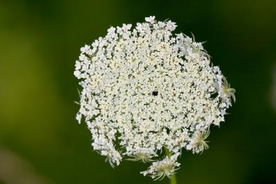 CRW_5814.jpg