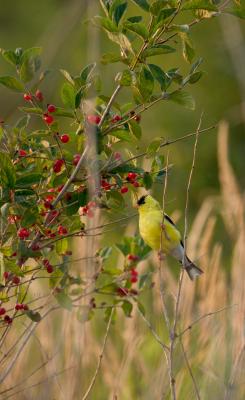 American Goldfinch