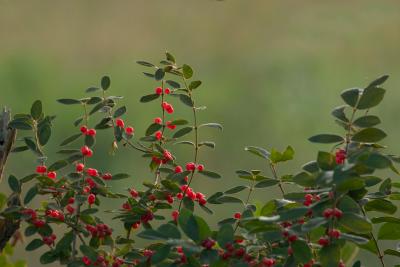 CRW_5967.jpg