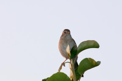 CRW_5985.jpg