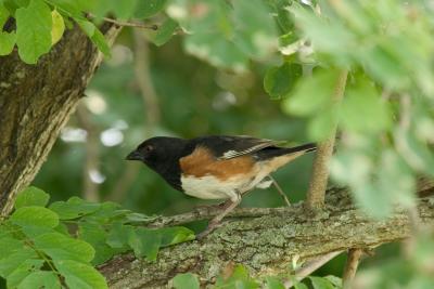 Eastern Towhee