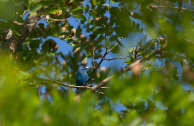 Indigo Bunting