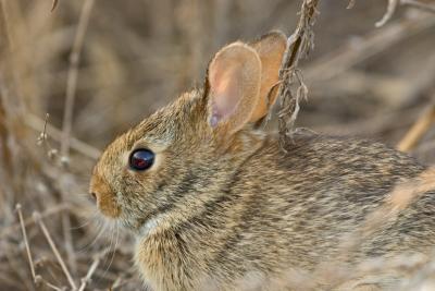 eastern_cottontail