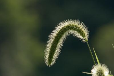 CRW_6245.jpg