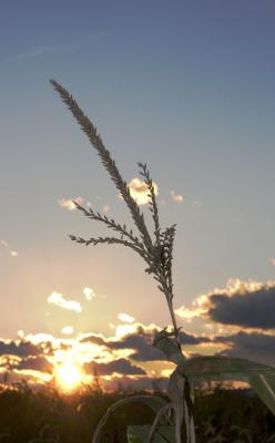 CRW_8983.jpg