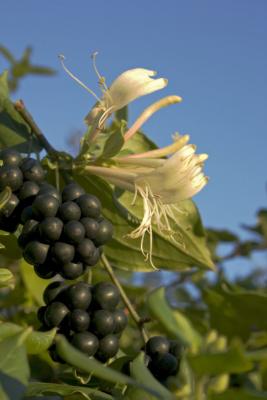 CRW_9000.jpg