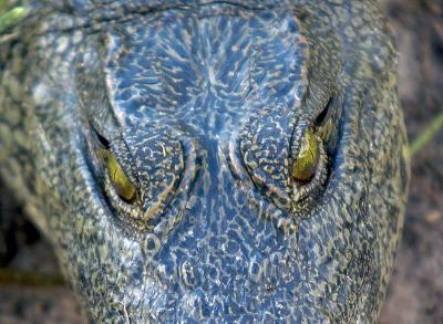 Crocodile Eyes
