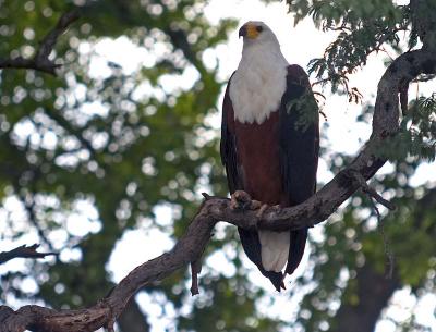 Fish Eagle