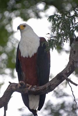 Fish Eagle