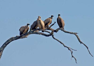 White-backed Vultures