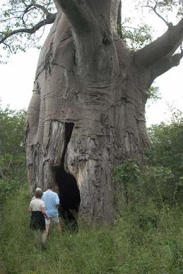 Large Hollow Baobab Tree