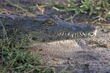 Crocodile