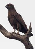 Brown Snake Eagle