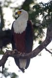 Fish Eagle