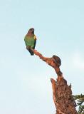 Meyers Parrot