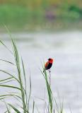 Red Bishop