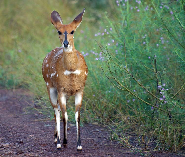 Bushbuck