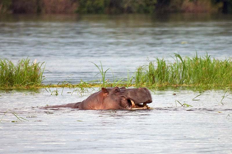 Hippo