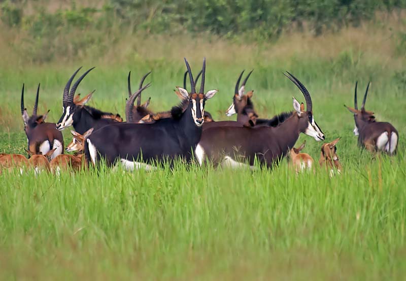 Sable Antelope