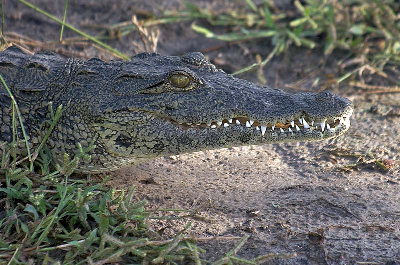 Crocodile