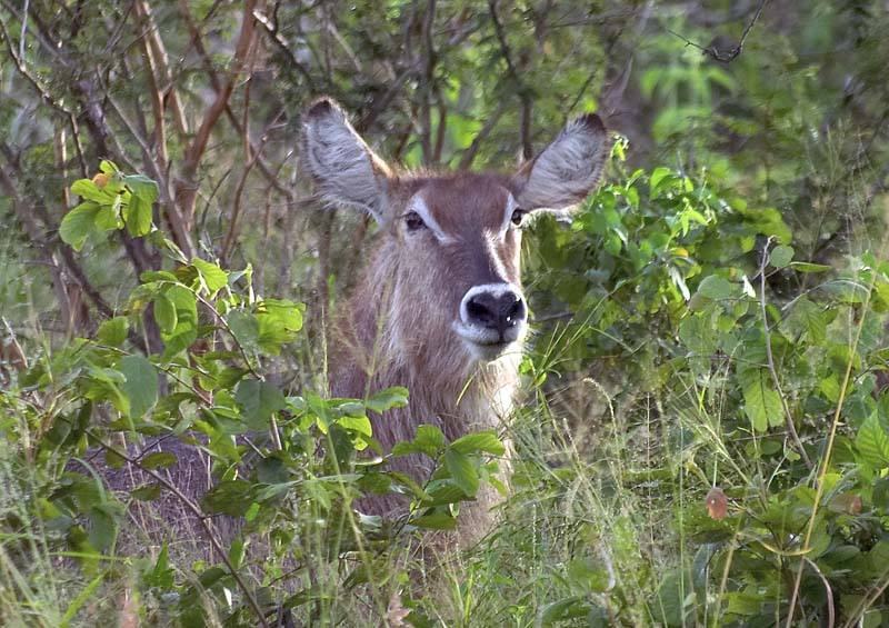 Waterbuck