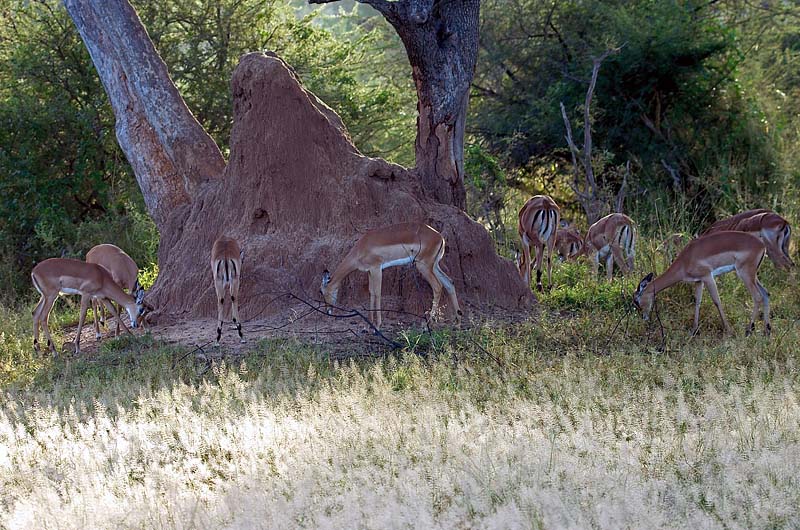Impala
